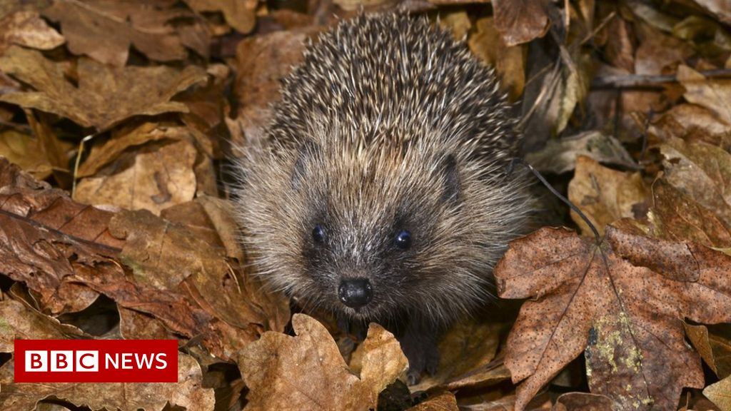 Experts call for new era for wildlife in UK