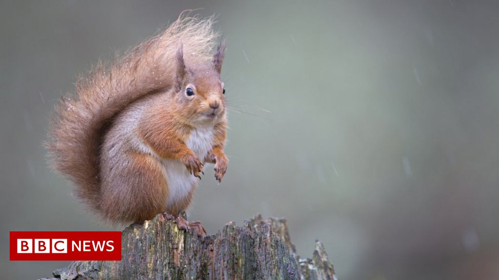 Half a million acres in Highlands to be 'left to nature'