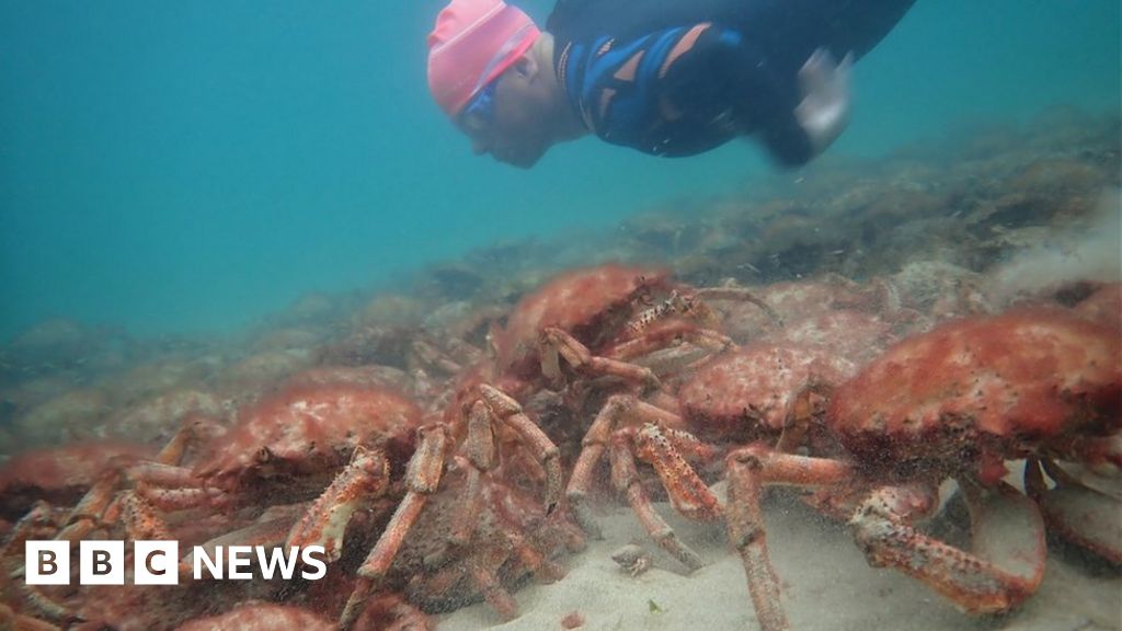 'Incredible' mass gathering of spider crabs in Falmouth