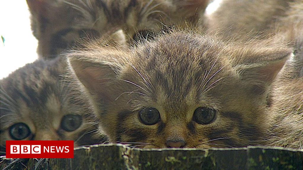 Hope Scottish wildcat kittens could help save species
