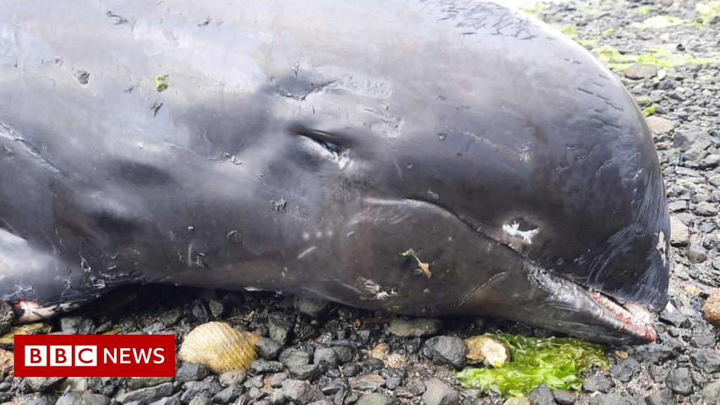 Mauritius oil spill: Dead dolphins found after shipwreck
