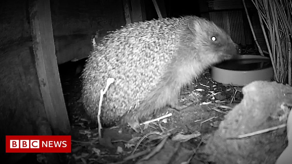 'Why drilling holes in fences can save hedgehogs'