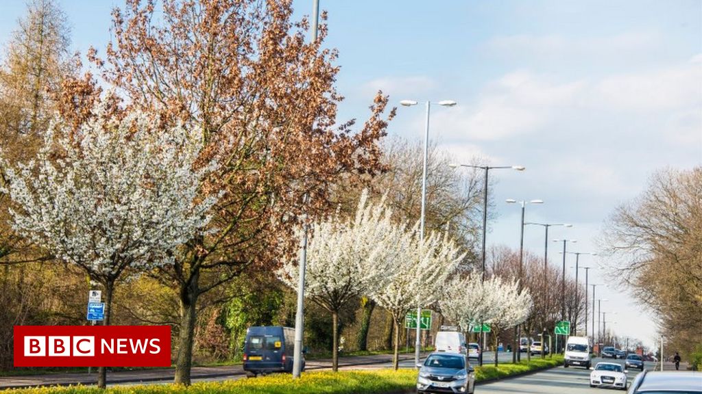 More than 50,000 urban trees to be planted in England