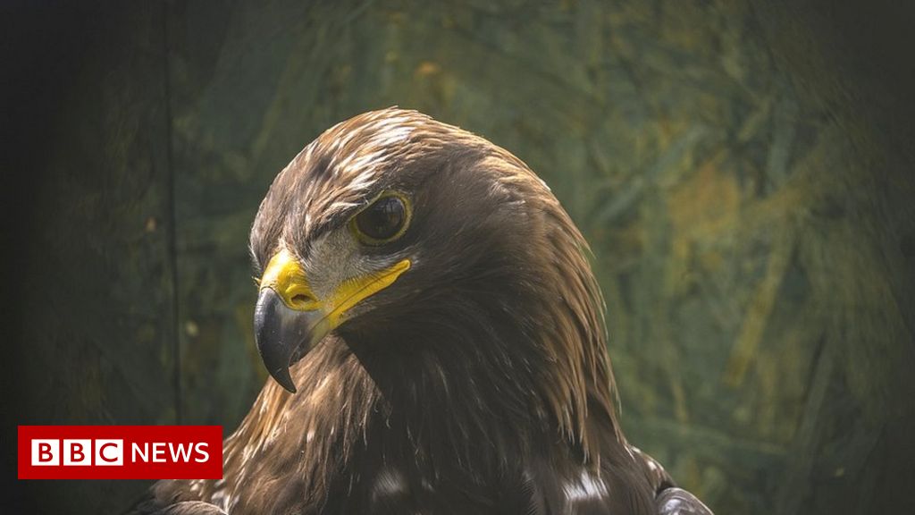 Golden eagle numbers surge in southern Scotland