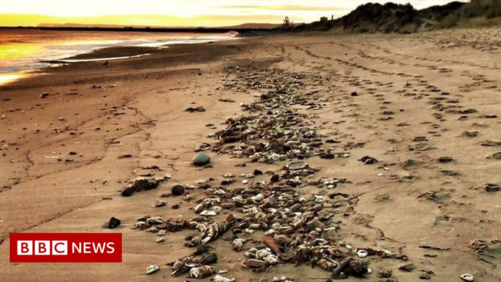 Probe into more dead crabs and lobsters along North East coast