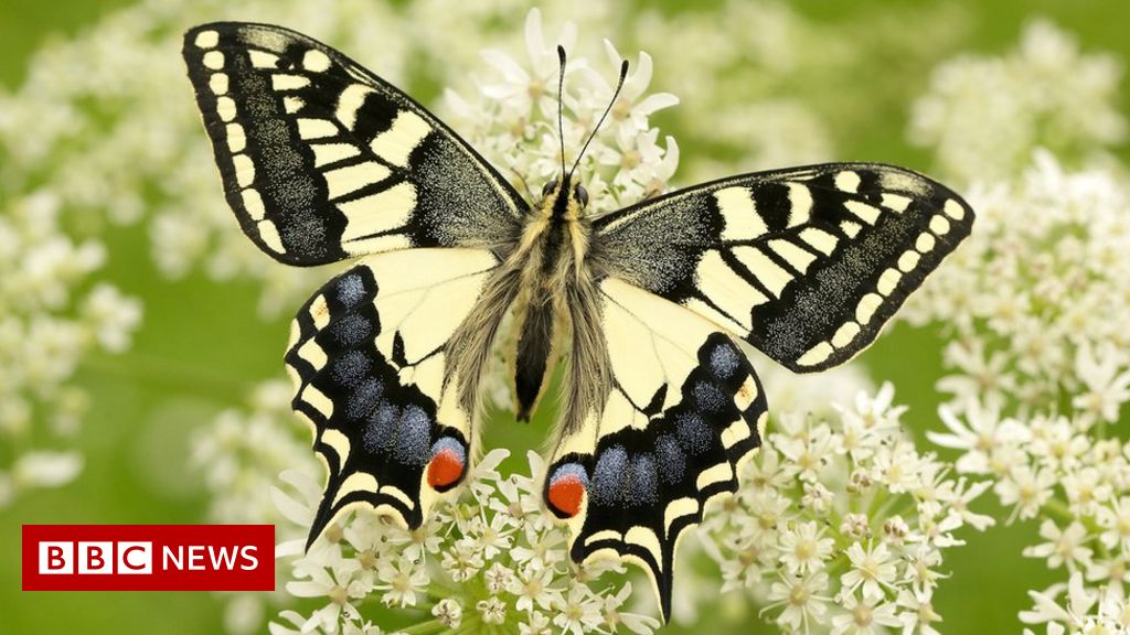The butterflies we may never see again in Britain