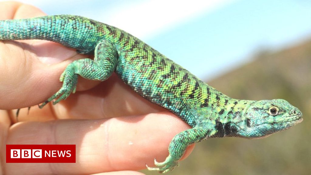 One in five reptiles is threatened with extinction