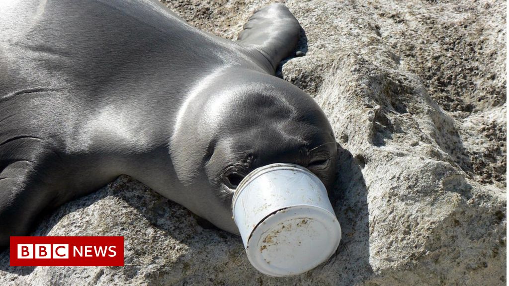 Plastics an 'unfolding disaster' for US marine life