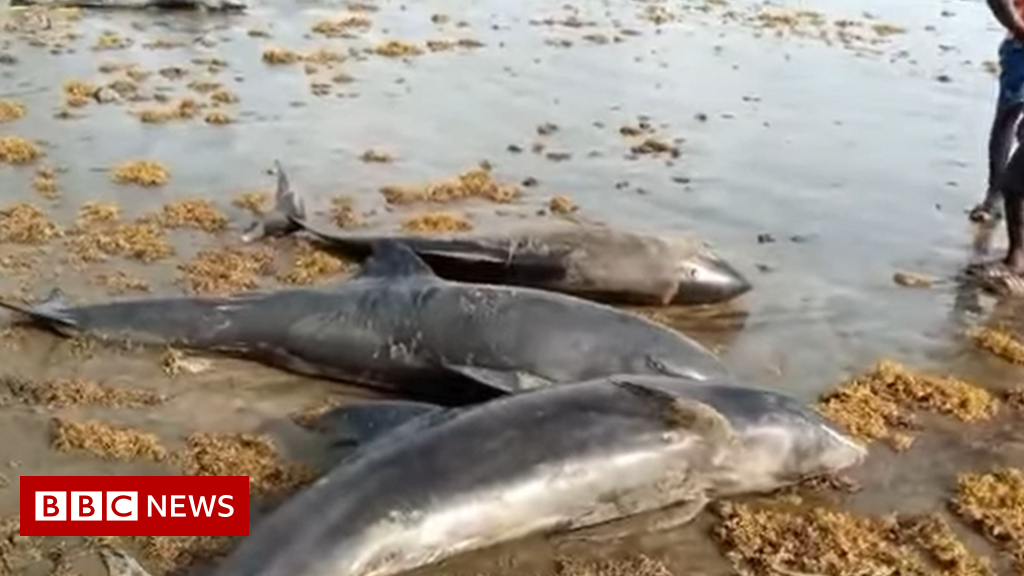 Ghanaian authorities investigate after 60 dead dolphins appear
