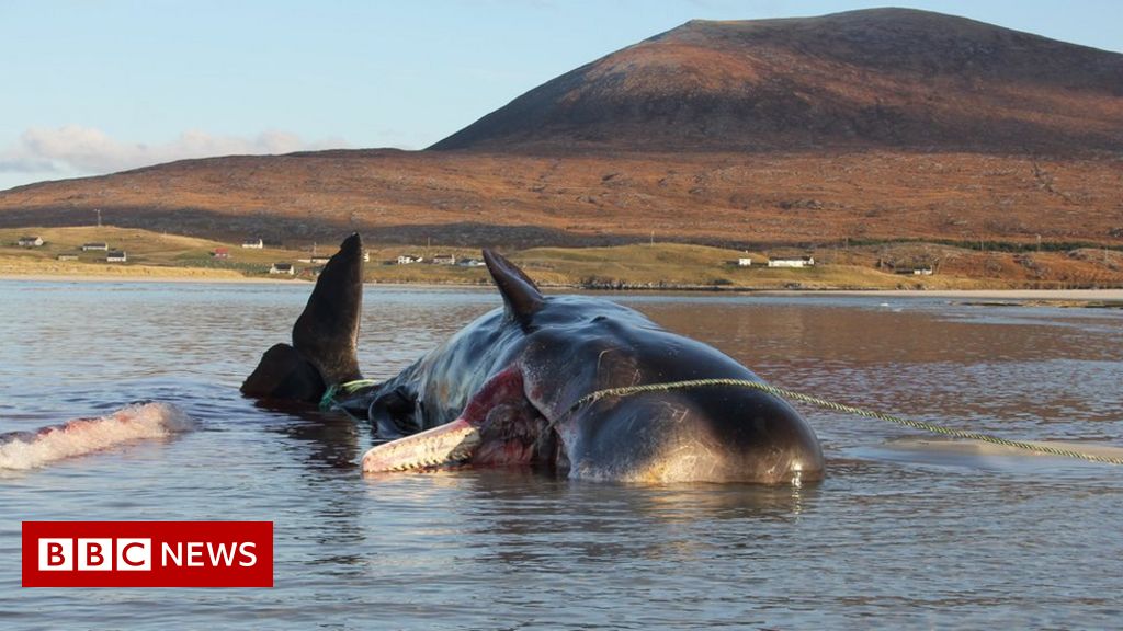 Stack of cups and packing straps found inside whale