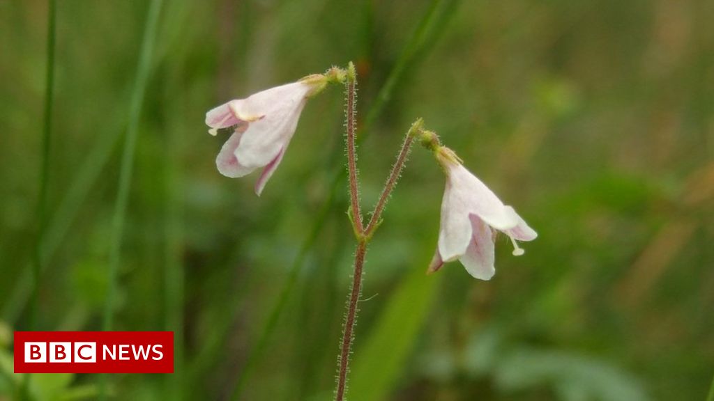 Bid to save Cairngorms plant life from extinction