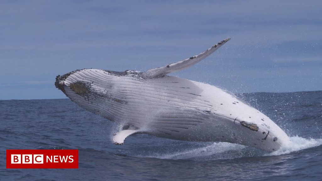 Protecting whales from the noise people make in the ocean