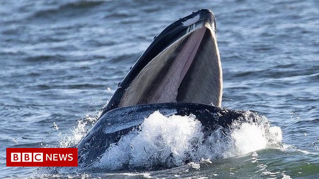 Marine wildlife warning as UK whale sightings rise