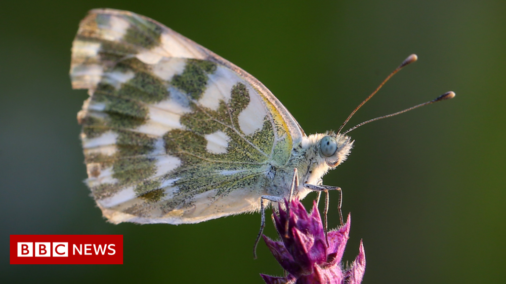 Nature crisis: 'Insect apocalypse' more complicated than thought - BBC News