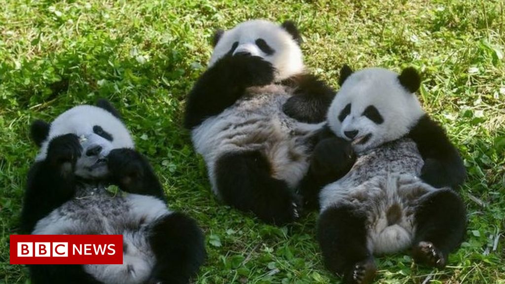 Giant pandas no longer endangered but still vulnerable, says China