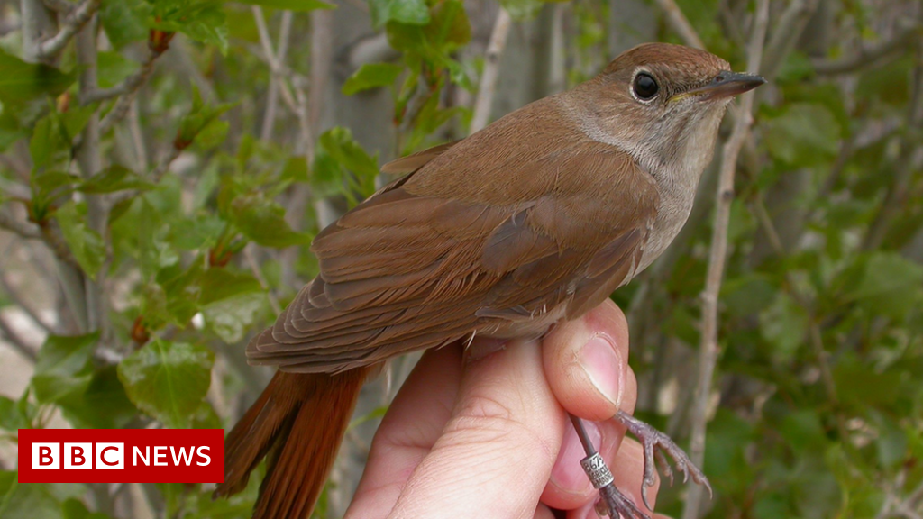 Climate change: Warming clips the nightingale's wings