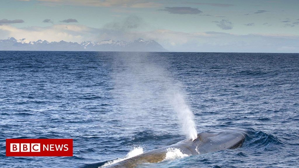 'Astonishing' blue whale numbers at South Georgia