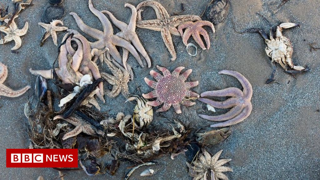Storm Arwen: Hundreds of starfish washed up on beach