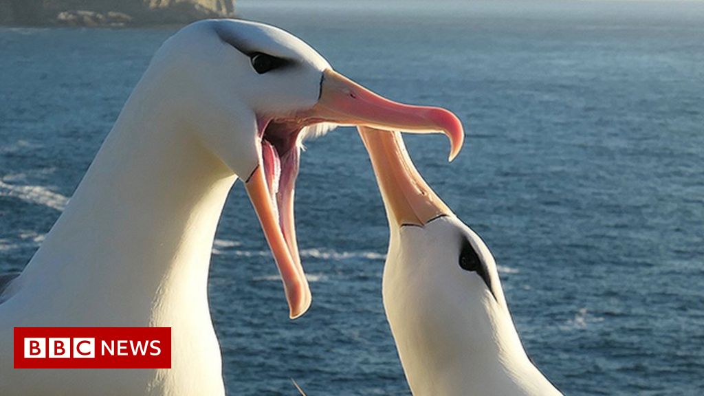Climate crisis causing albatross divorce, says study