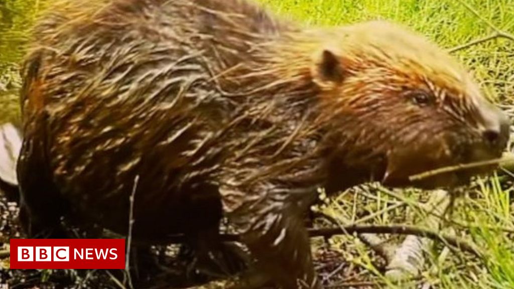 Night camera captures first beaver born in Norfolk in 600 years