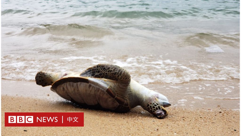 香港海龜「吞下了塑膠手套」， 海洋污染中求生的瀕臨物種