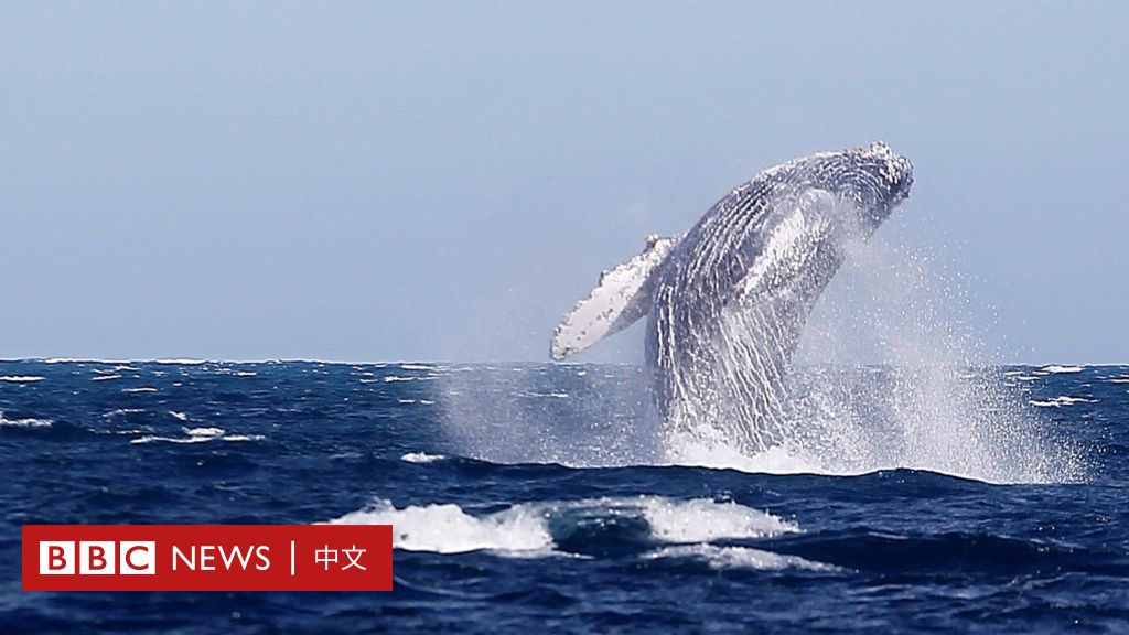鯨魚如何幫助我們的地球降溫