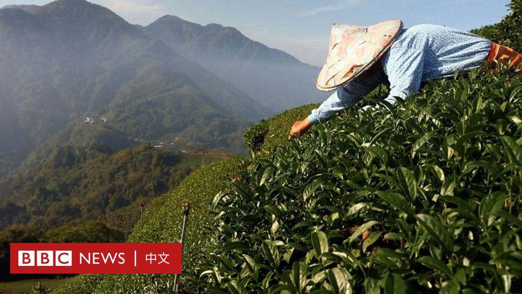 台湾茶农如何应对全球气候变迁