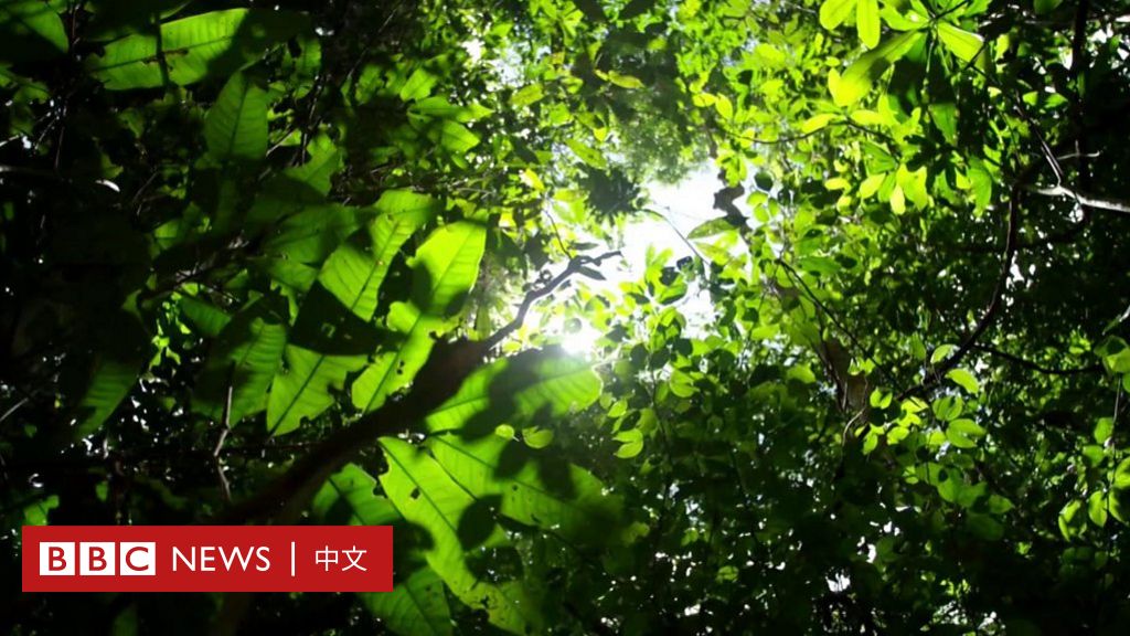 BBC调查：在脸书上被非法出售的亚马逊雨林土地
