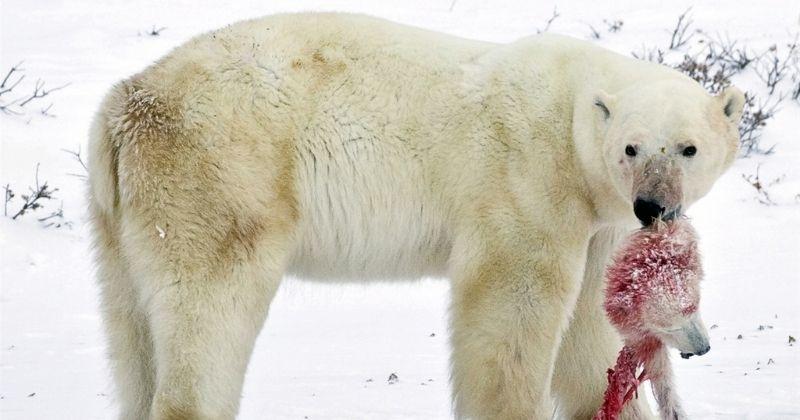 Polar Bears Are Forced To Eat Their Children, As Climate Change Destroys Their Habitat