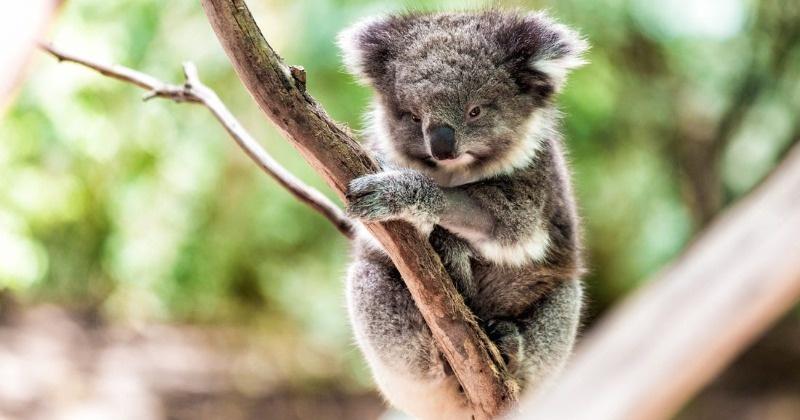Australian Bushfires Have Finally Died Down But Koalas Now Face Immediate Threat Of Extinction