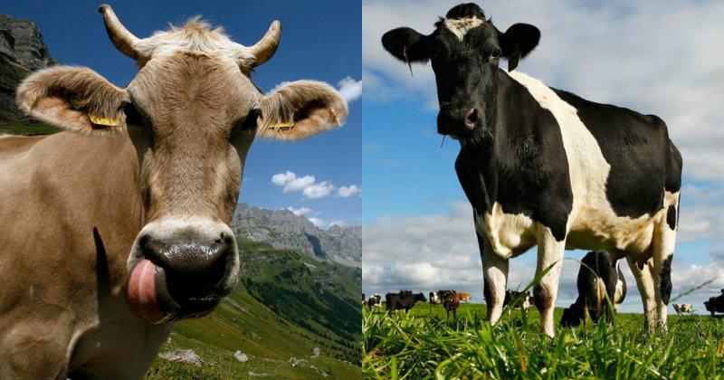 Cows May Actually Help Reduce Global Warming, As They Put Carbon Back Into Soil They Graze On