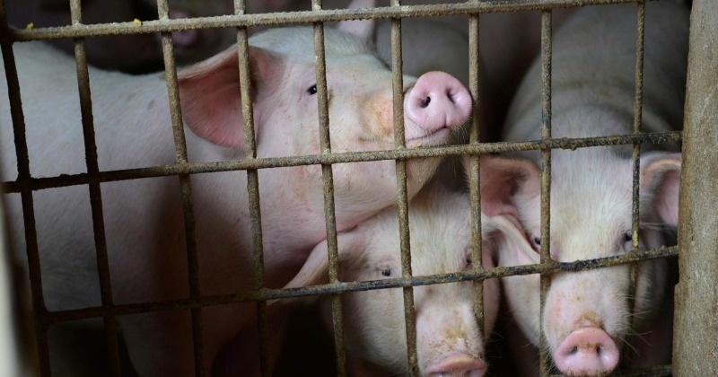 African Swine Fever Affects Assam As Govt Orders Culling Of Over 12,000 Pigs