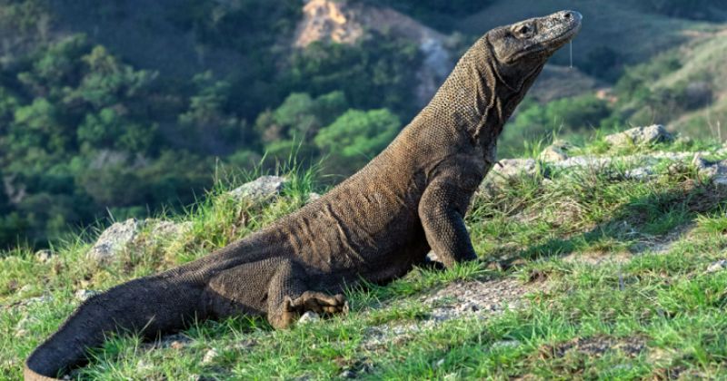 According To A Study, Komodo Dragons Might Soon Be Extinct Due To Climate Change