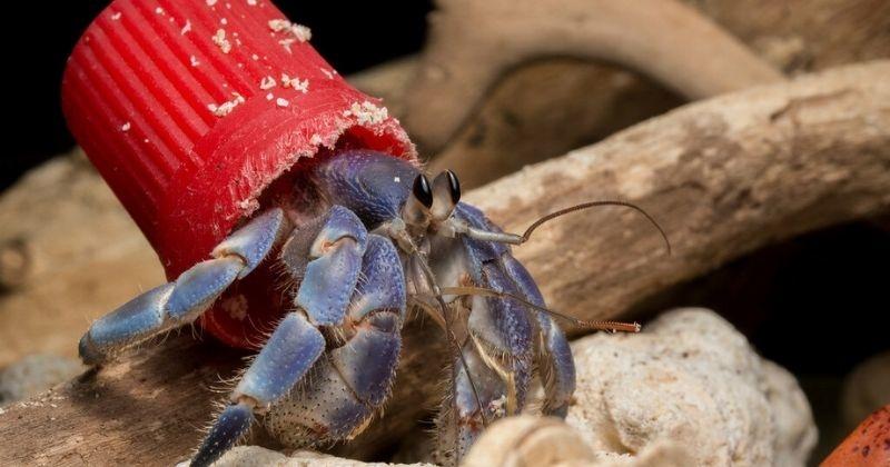 Plastic Pollution Will Soon Make Hermit Crab Extinct, Say Researchers
