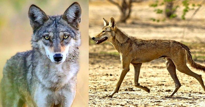 With Less Than 3,000 Alive, Indian Wolf Is Most Endangered Wolf Species: Study