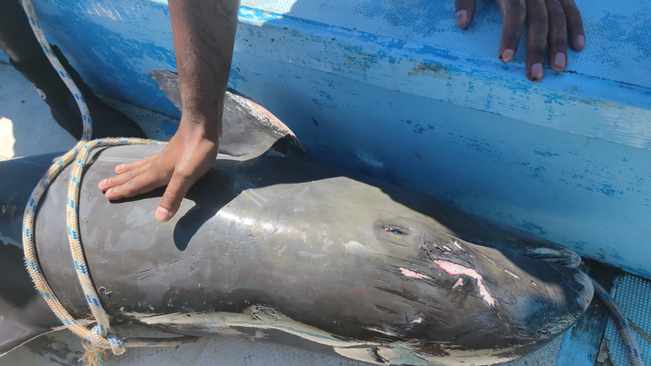 Heartwrenching scenes as dolphin deaths near Mauritius oil spill rise to 40