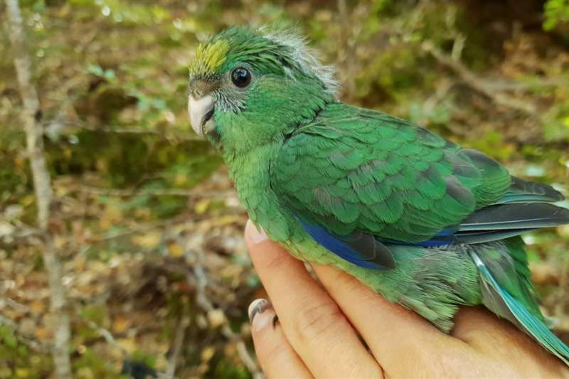 有翅膀的「嬰兒潮」》樹木種子40年來最豐沛，紐西蘭瀕危「橙額鸚鵡」數量可望翻倍！