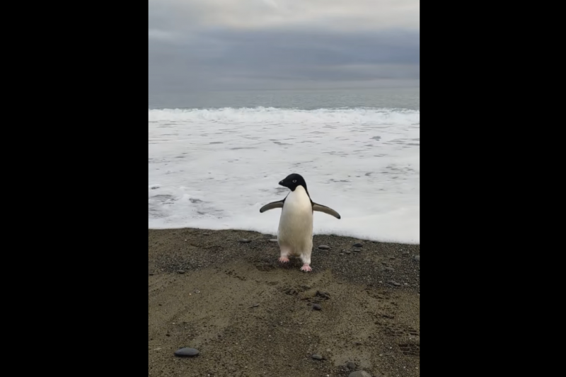 南極企鵝的千里漂流記！茫然失措、嚴重脫水…一隻阿德利企鵝被沖到紐西蘭的旅程訴說暖化威脅