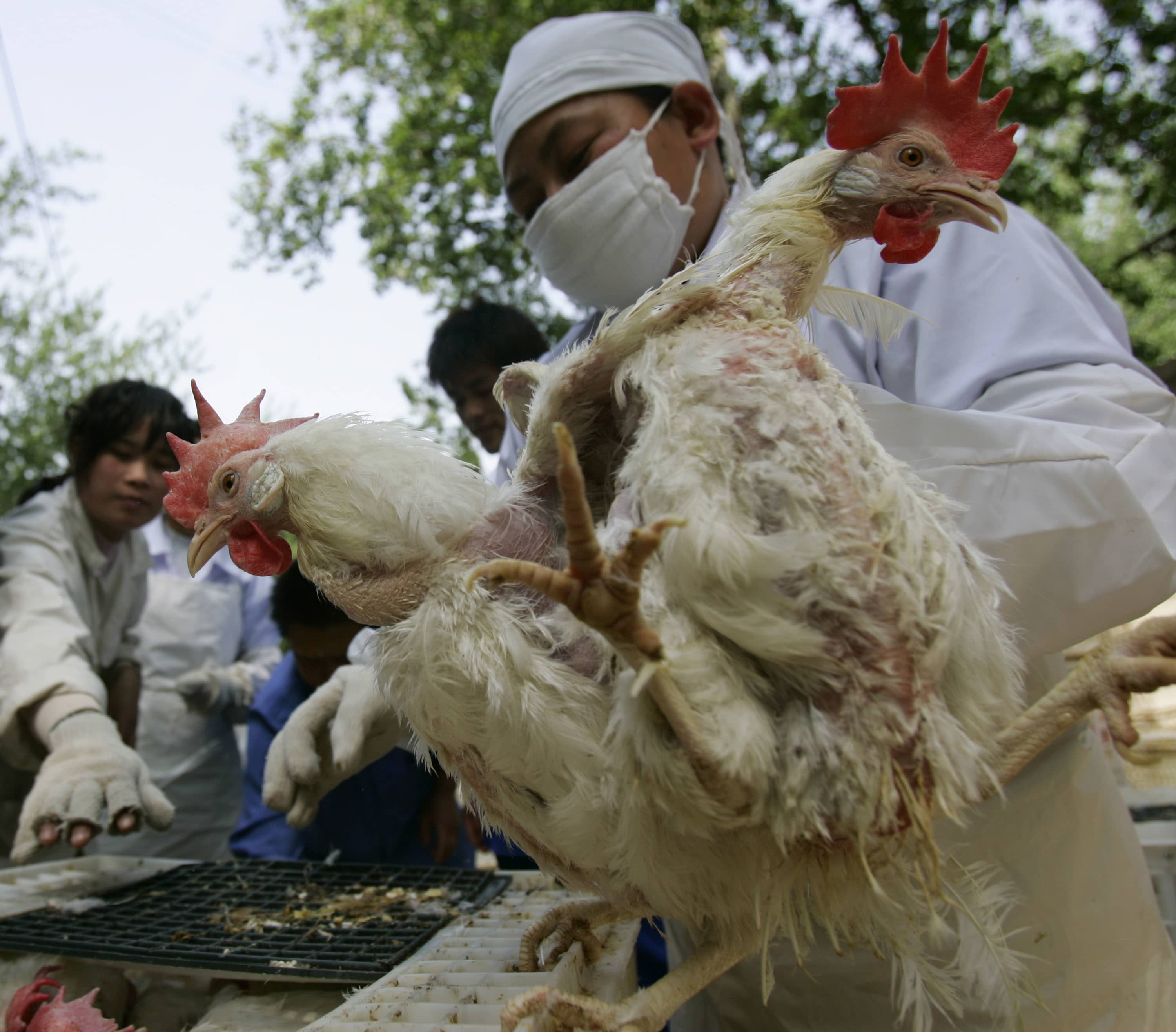 Hundreds of millions of chickens at risk of being wiped out with much of China locked down due to virus