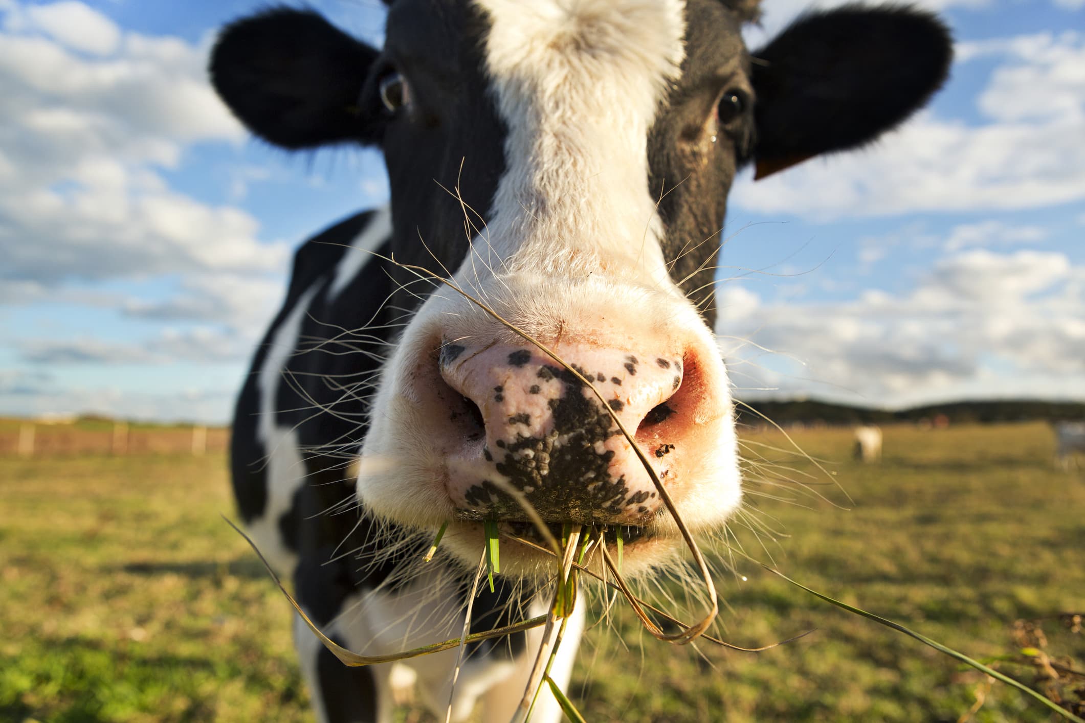 Covid and 'peak cow' created a boom for food and agriculture tech in 2020