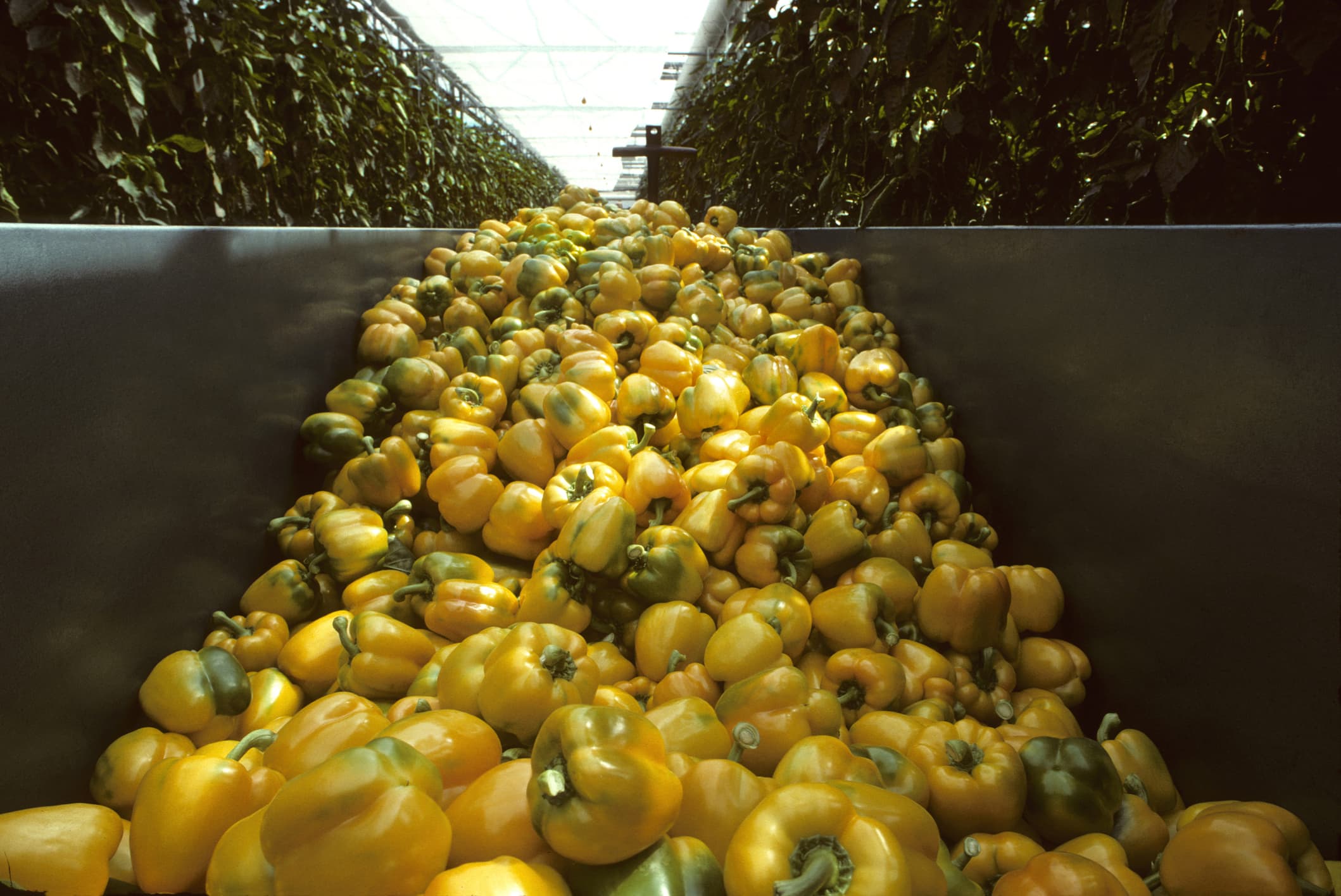 How renewables and greenhouses are teaming up to grow fruits and vegetables
