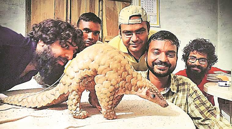 CMS COP13: Not pangolins, illegal trade to blame for coronavirus