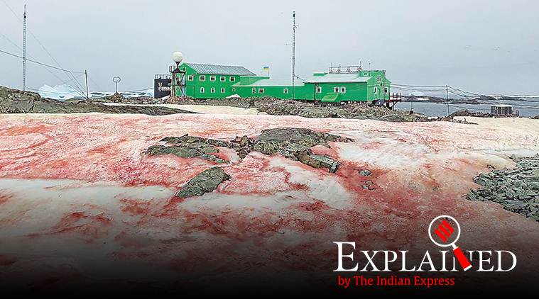 Explained: Red snow at Antarctic base: the cause, and the concerns