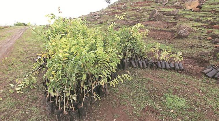 ‘Green Maharashtra’ initiative: 38 out of 59 participating govt agencies fail to submit survival report for a single sapling