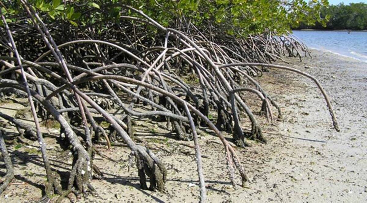 In 6 years, Maharashtra forest dept taken physical possession of over 14,000 hectare of reserved mangrove land