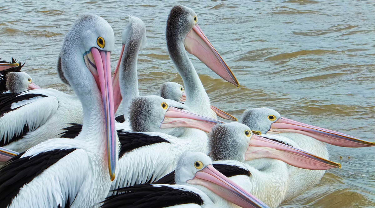 Colony of shy Albanian pelicans flourishes during pandemic