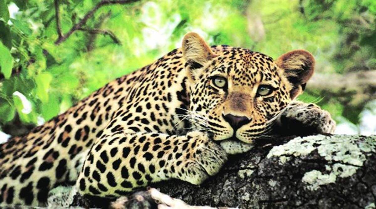 Man-leopard conflict: Maharashtra panel suggests co-existence with animals, ties with locals