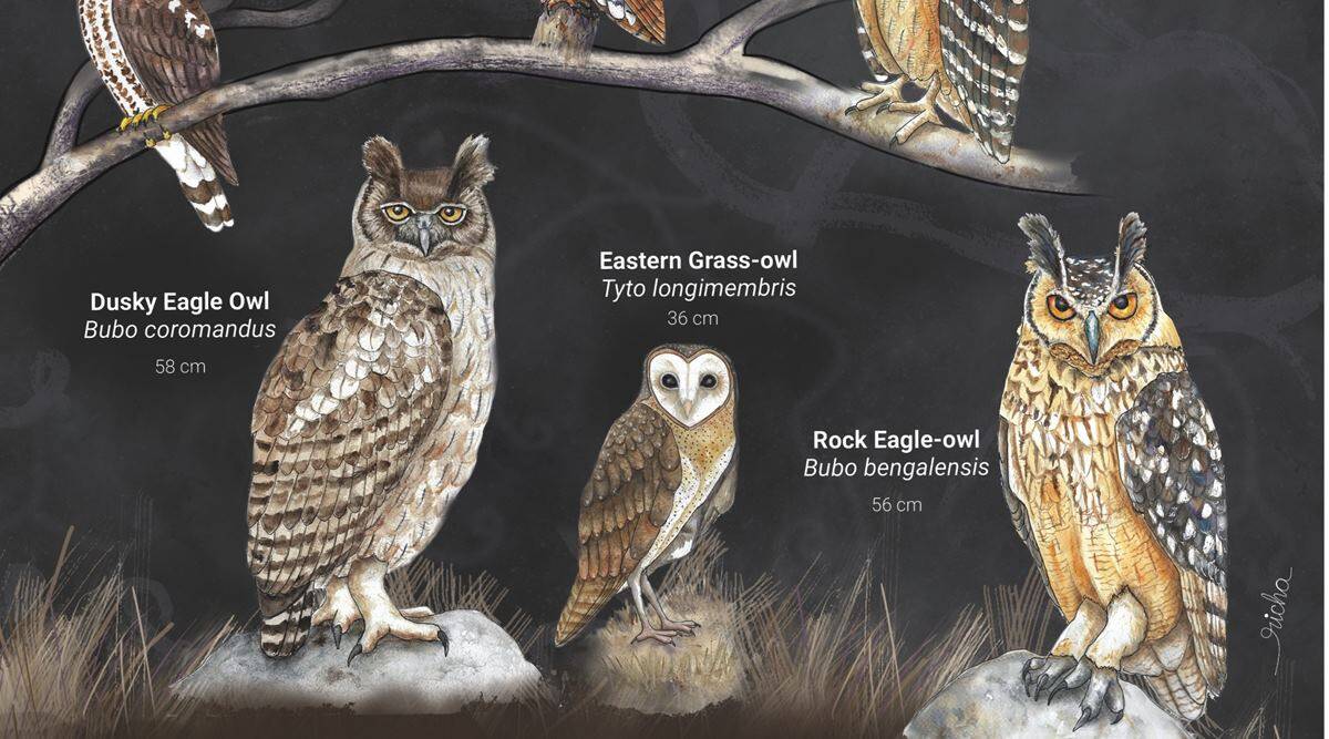 16 owl species commonly trafficked in country: WWF India
