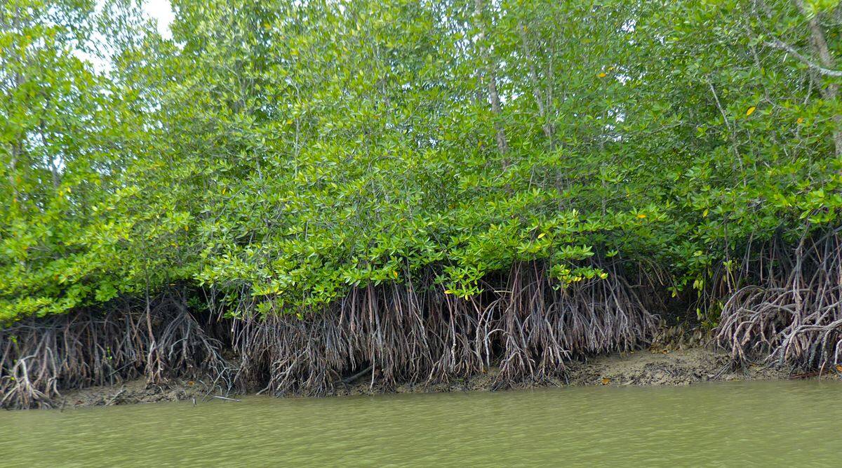 What happens if all mangroves are destroyed? A plant scientist explains