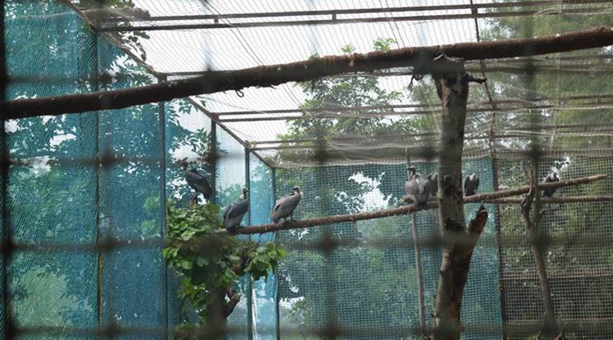 Environment Ministry directs Chandigarh to halt bird aviary project until it gets approvals